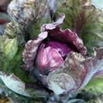0097-red-kalibos-cabbage