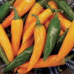 0320-bulgarian-carrot-pepper