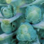 0913-long-island-improved-brussels-sprouts