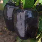 1300-purple-beauty-pepper