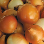 1347-yellow-of-parma-onion